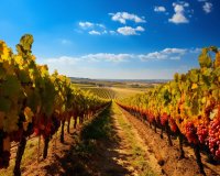 Beste Jahreszeiten für eine Weintour in Frankreich